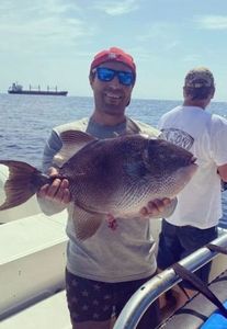Massive Triggerfish Spotted in Florida 2022